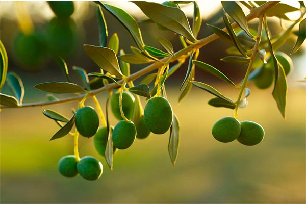 Water chestnut что это. Смотреть фото Water chestnut что это. Смотреть картинку Water chestnut что это. Картинка про Water chestnut что это. Фото Water chestnut что это